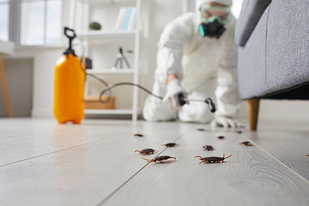 Affordable Termite Control solutions in Pineville, LA